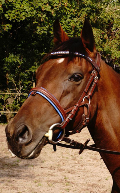 st-zaum-trense-farbig-blau