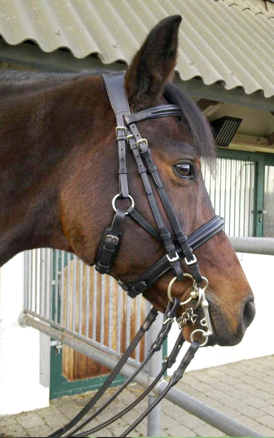 st-zaum-trense-s-pony